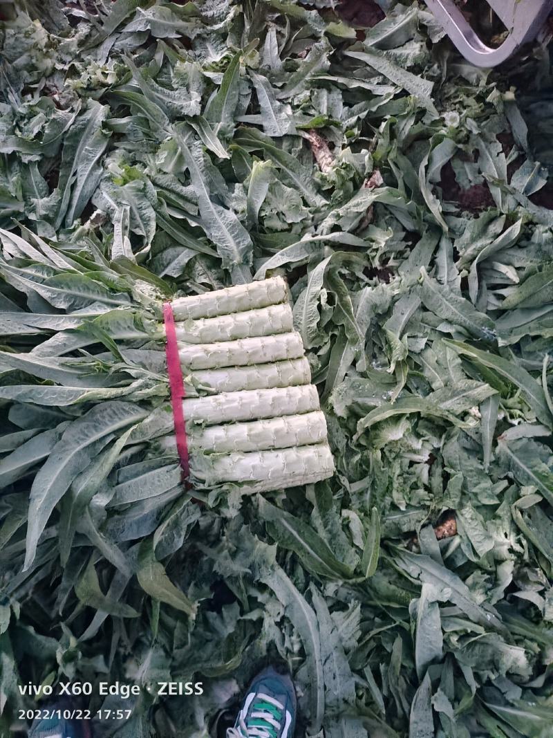 河北香河莴笋产地直销诚信第一广交天下朋友要的速度联系我