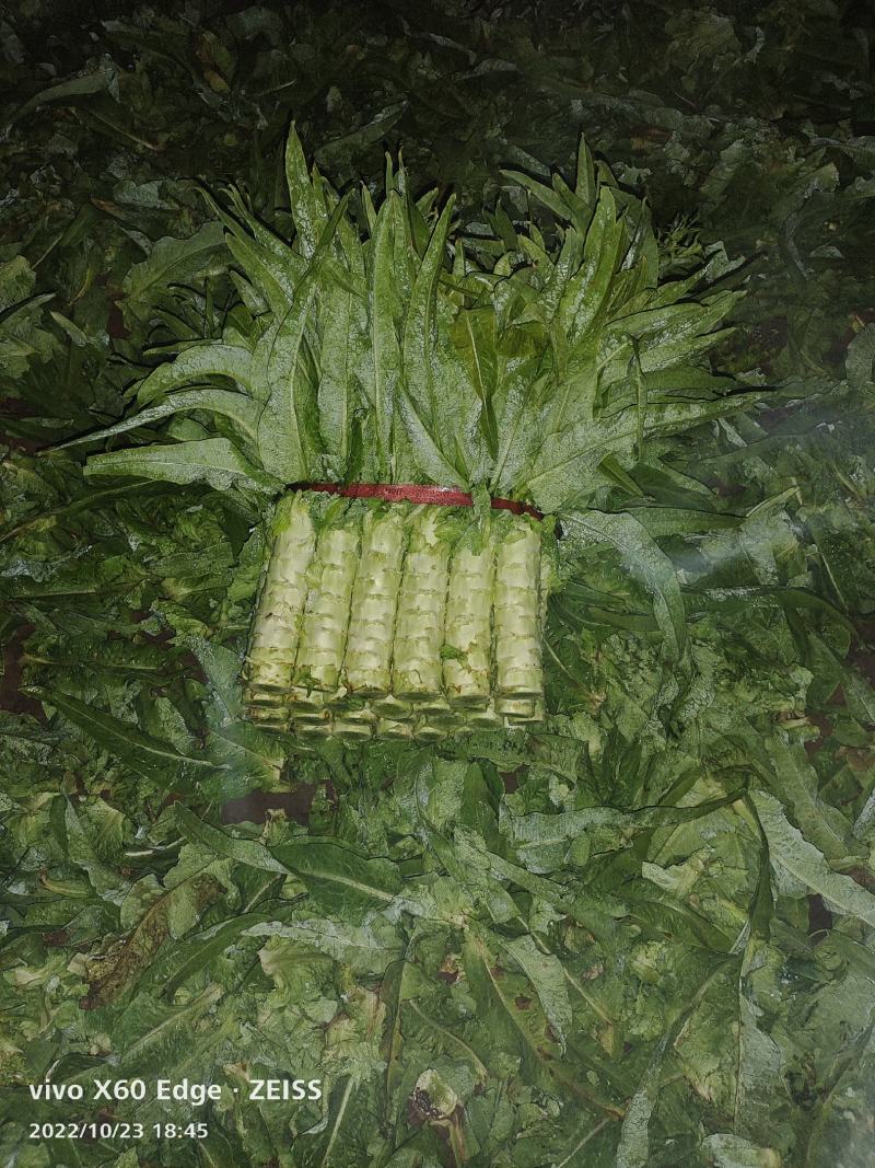河北香河莴笋产地直销诚信第一广交天下朋友要的速度联系我
