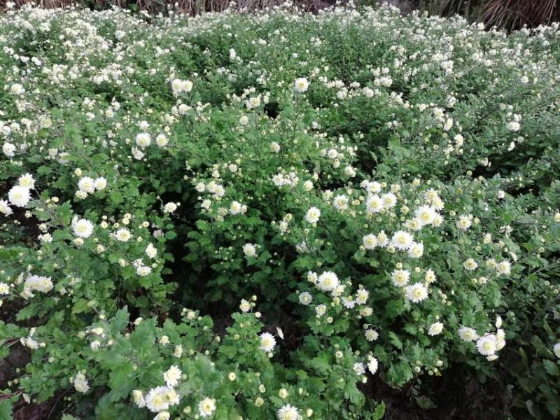 【菊花茶】黄山贡菊花茶（质量保证，货真价实）
