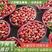 【推荐】草莓奶油草莓大量上市中批发商电商社区团购全国发货