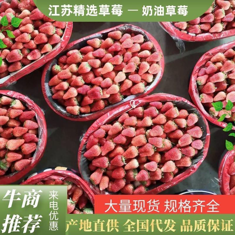 【推荐】草莓奶油草莓大量上市中批发商电商社区团购全国发货