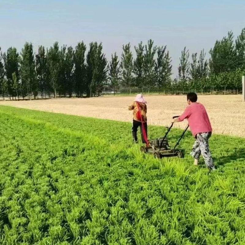 【实力商家】麦冬苗山东麦冬草中叶麦冬大量供应