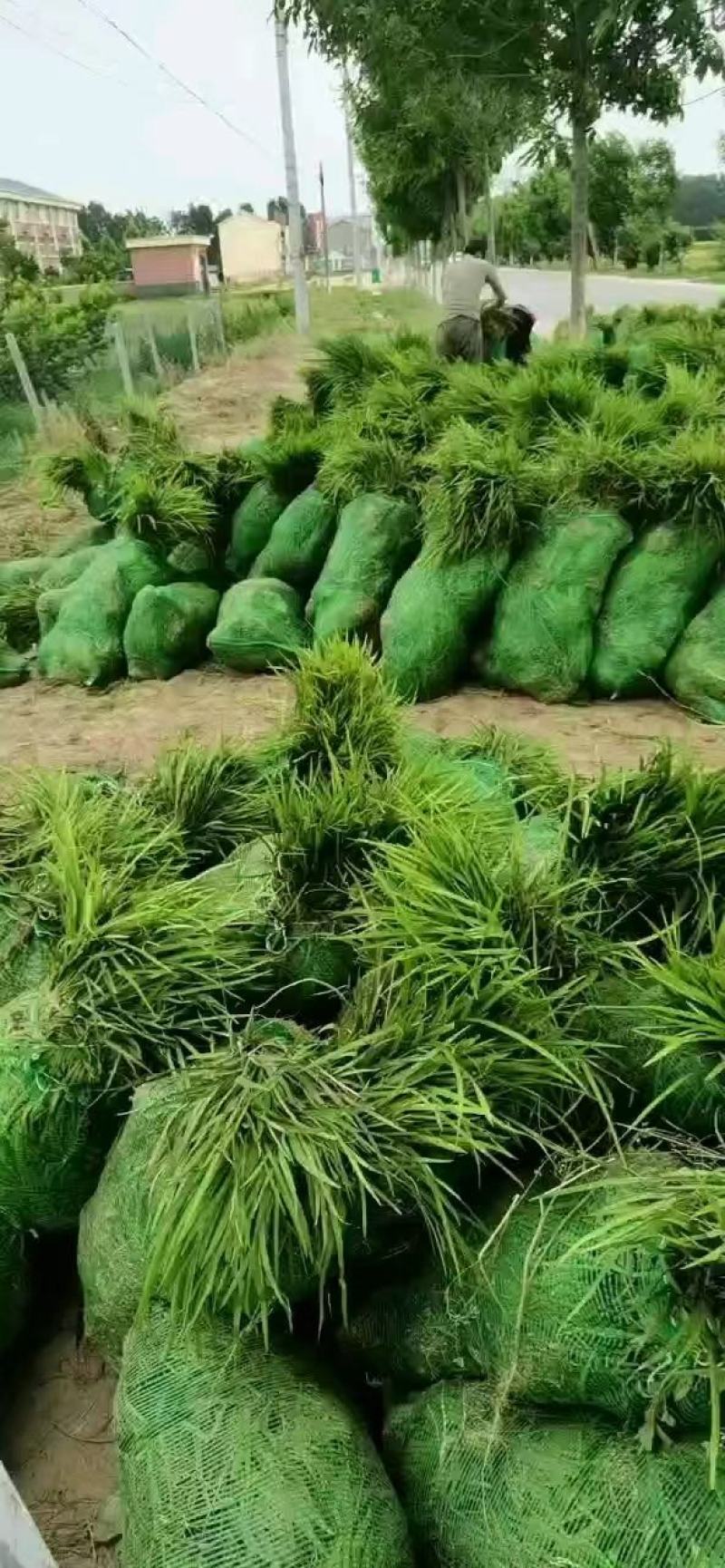 【实力商家】麦冬苗山东麦冬草中叶麦冬大量供应