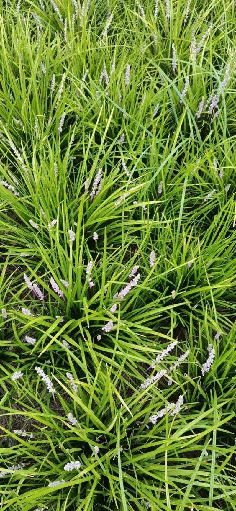 【实力商家】麦冬苗山东麦冬草中叶麦冬大量供应