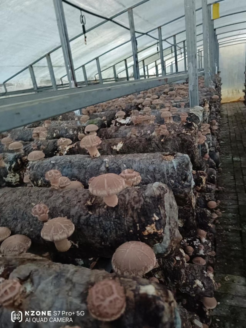 贵州干香菇产地直供，量大质优，欢迎客商实地考察