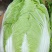 精品中颗黄心大白菜！净菜3-6斤，货源充足，大量供应。