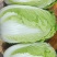 精品中颗黄心大白菜！净菜3-6斤，货源充足，大量供应。