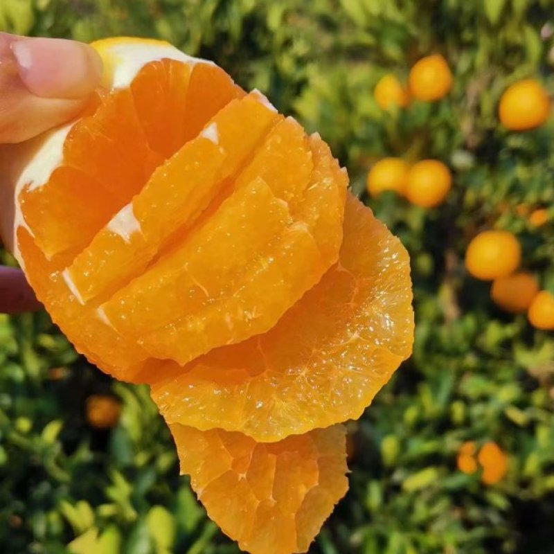 【橙子】九月红果冻橙大量上市皮薄味甜果肉细腻欢迎咨询