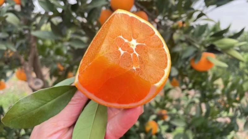 【橙子】九月红果冻橙大量上市皮薄味甜果肉细腻欢迎咨询