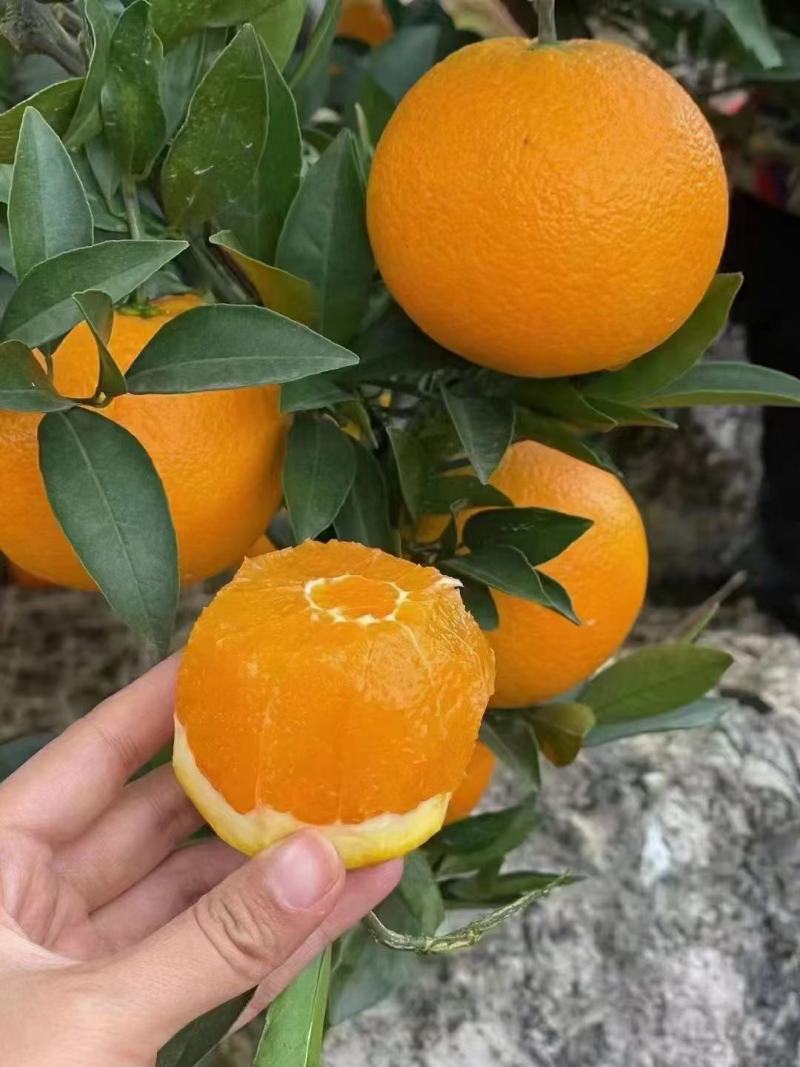 【橙子】九月红果冻橙大量上市皮薄味甜果肉细腻欢迎咨询