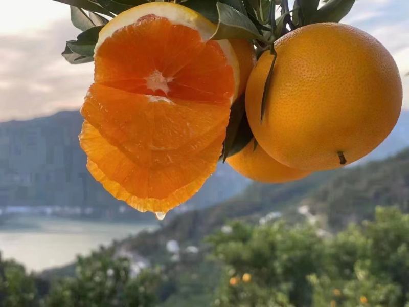 【橙子】九月红果冻橙大量上市皮薄味甜果肉细腻欢迎咨询