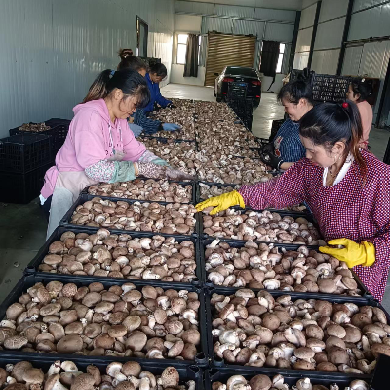 精品香菇大量上市中，常年稳定供应，品质好基地直供