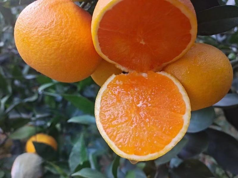 【橙子】九月红果冻橙大量上市皮薄味甜果肉细腻欢迎咨询