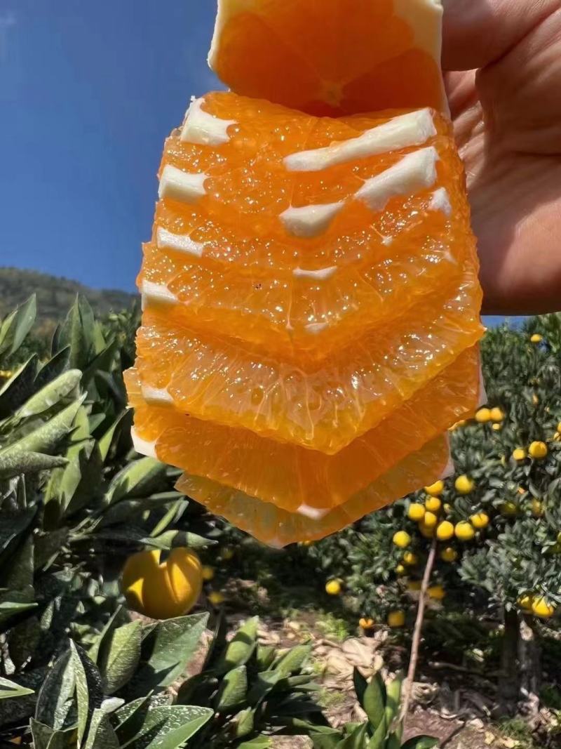【橙子】九月红果冻橙大量上市皮薄味甜果肉细腻欢迎咨询
