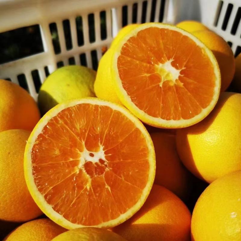 【橙子】九月红果冻橙大量上市皮薄味甜果肉细腻欢迎咨询
