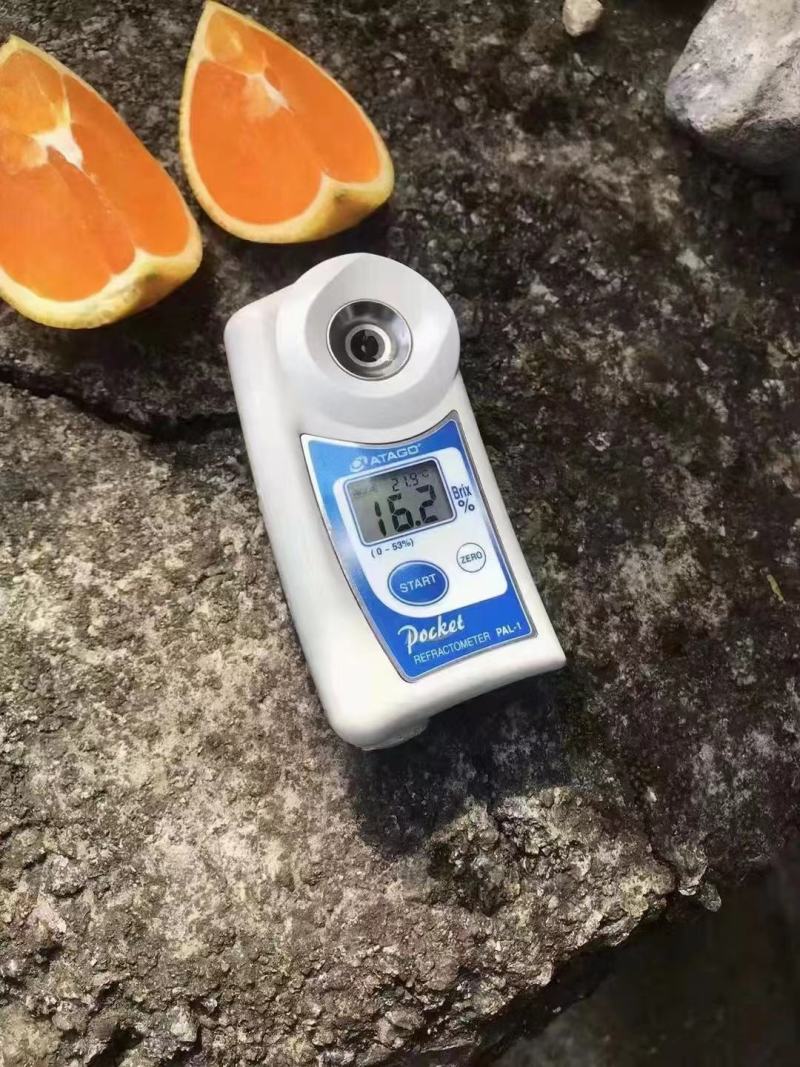 【橙子】九月红果冻橙大量上市皮薄味甜果肉细腻欢迎咨询