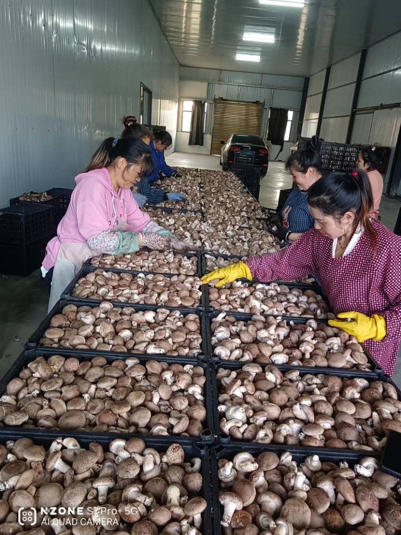 精品香菇大量上市中，常年稳定供应，品质好基地直供