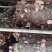 精品香菇大量上市中，常年稳定供应，品质好基地直供