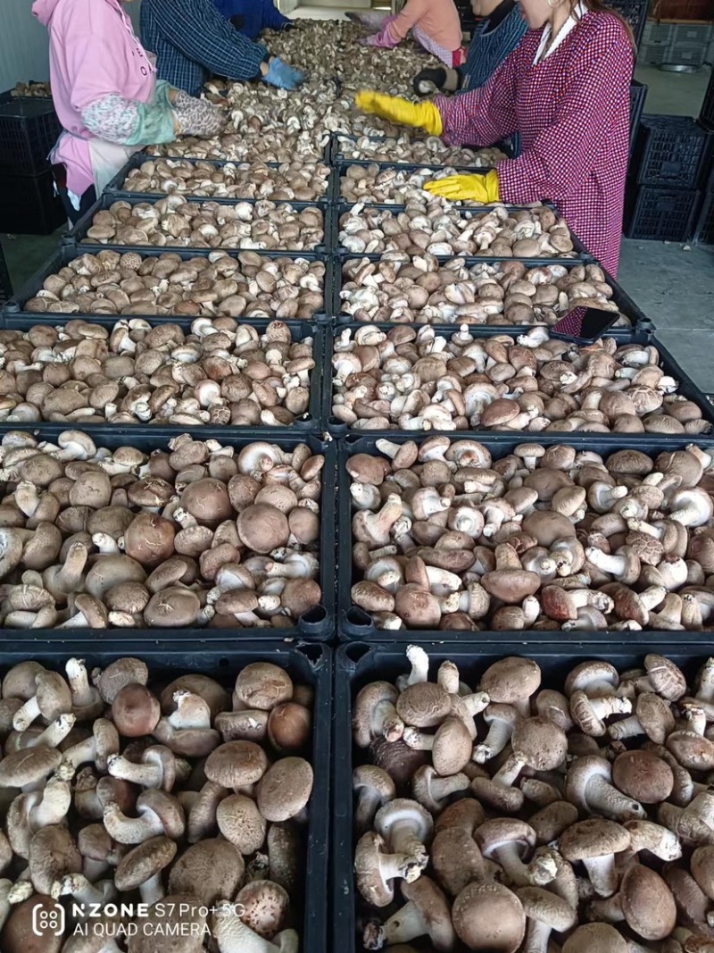 精品香菇大量上市中，常年稳定供应，品质好基地直供