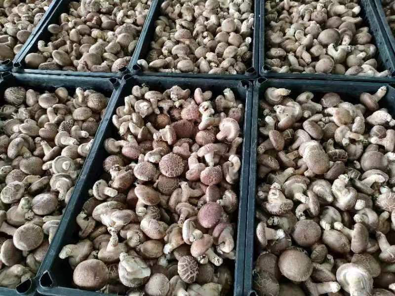 精品香菇大量上市中，常年稳定供应，品质好基地直供