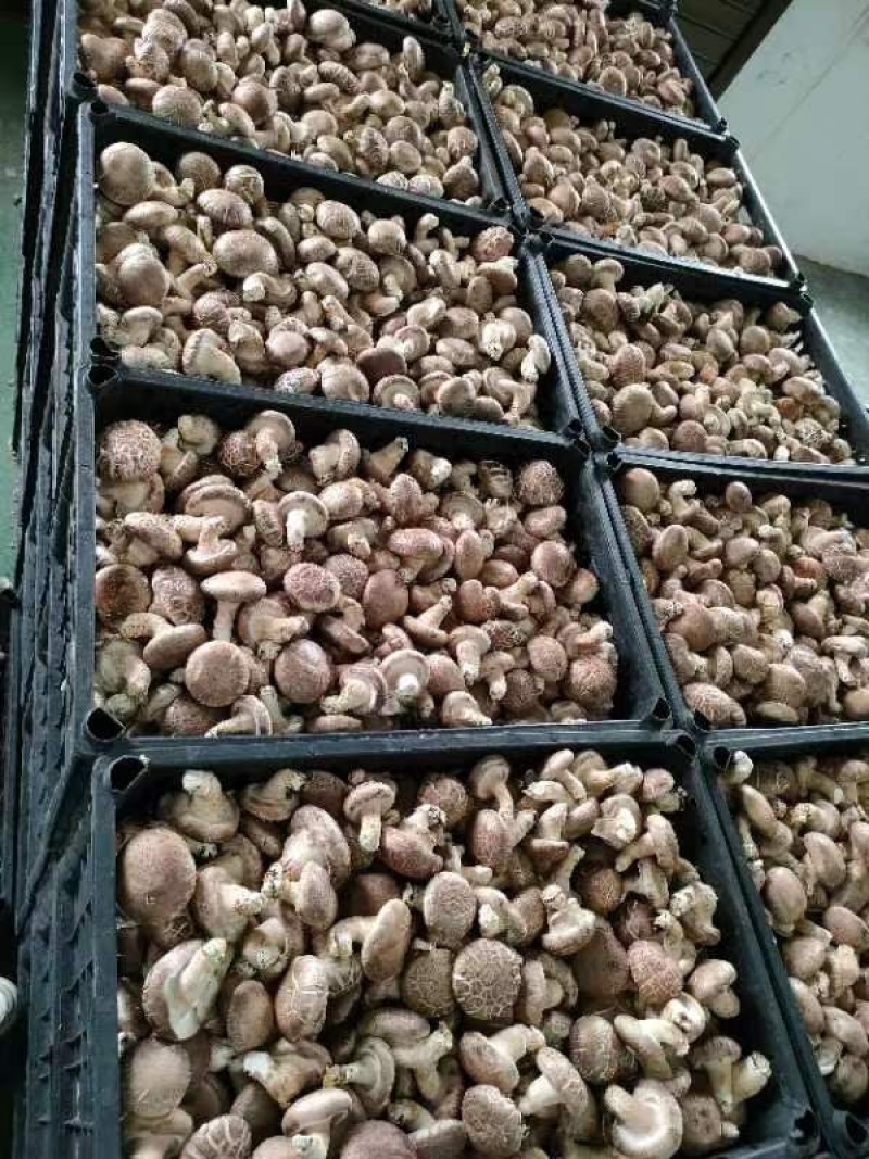 黄平香菇大量上市中，基地直供货源足品质好，欢迎来电咨询