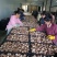 黄平香菇大量上市中，基地直供货源足品质好，欢迎来电咨询