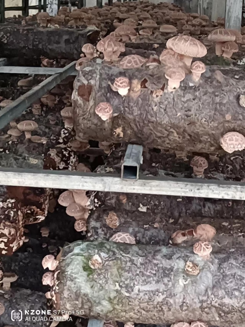 黄平香菇大量上市中，基地直供货源足品质好，欢迎来电咨询
