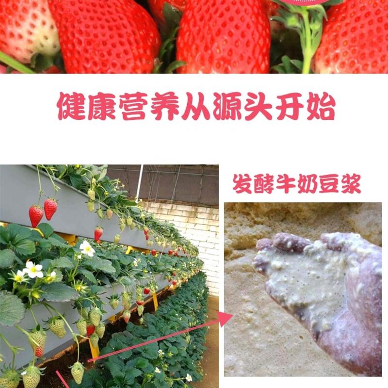 〖济南优质供应商〗【15-30克】章丘区甜宝牛奶草莓