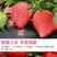 〖济南优质供应商〗【15-30克】章丘区甜宝牛奶草莓