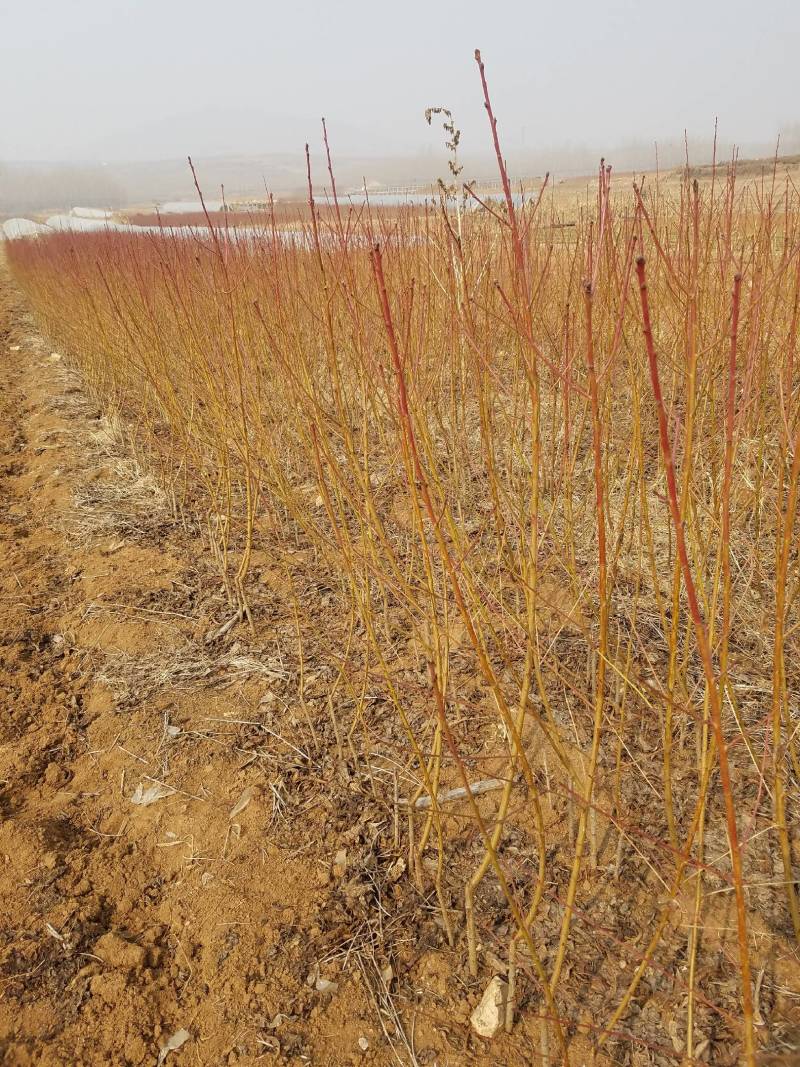 早金霞油蟠：山东地区6月20日左右成熟