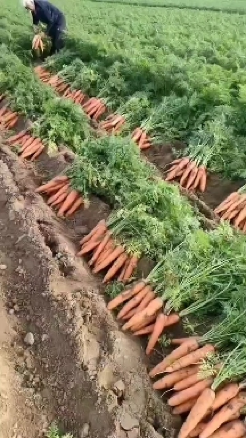 优质三红胡萝卜