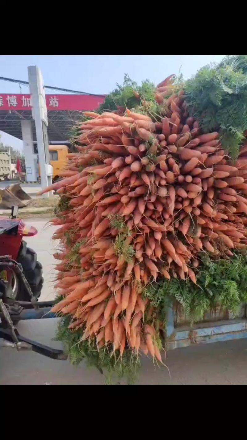 优质三红胡萝卜