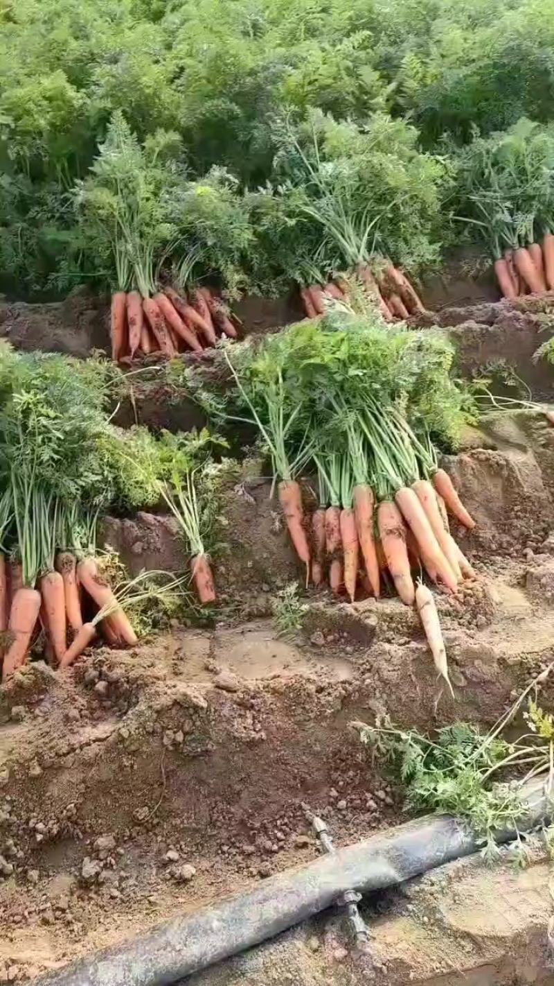 优质三红胡萝卜