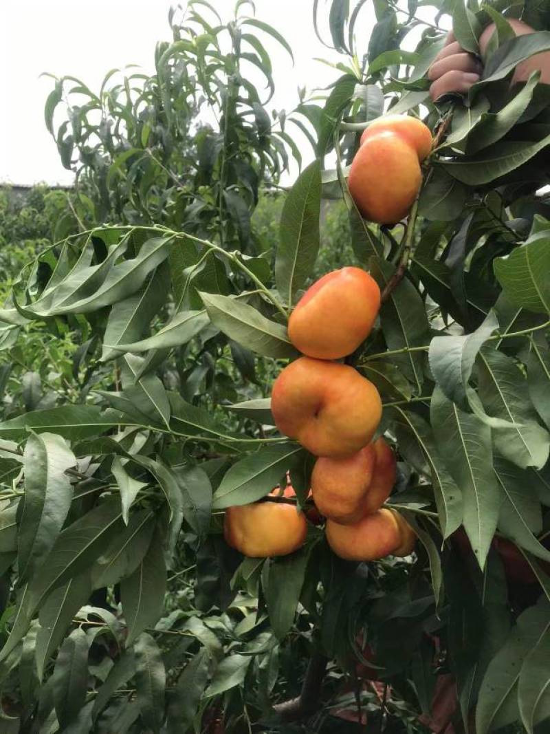油蟠7桃苗，成熟时间7月中旬。果型扁平