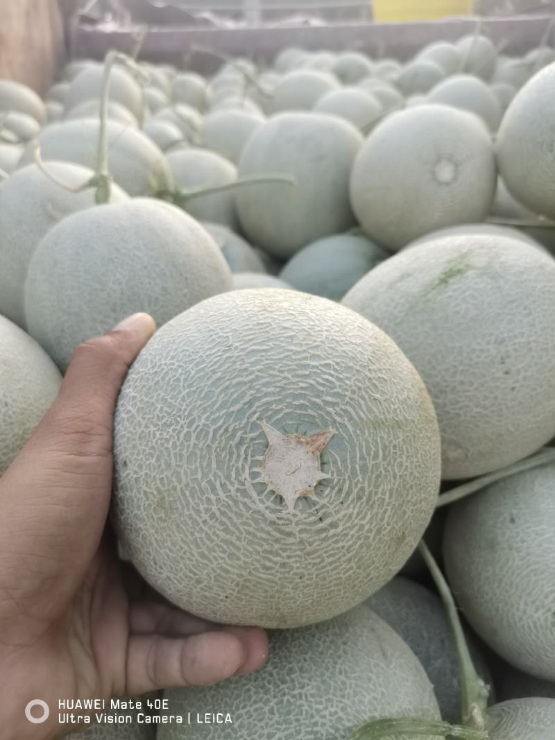 海南哈密瓜大量上市，牛三，网文，晓蜜，凤金已有现货，欢迎