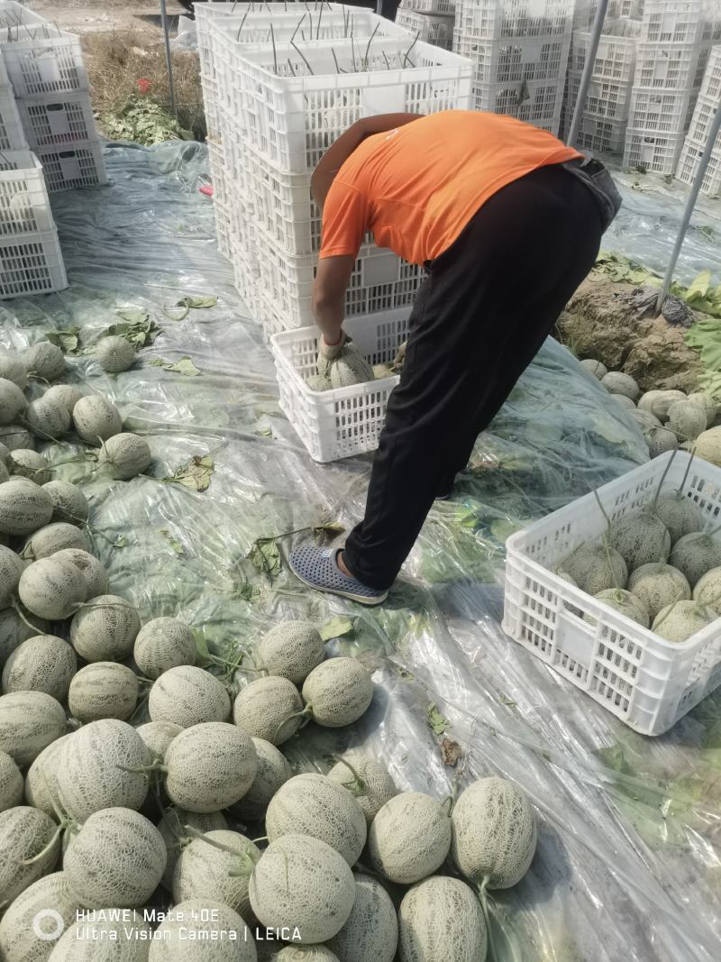 海南哈密瓜大量上市，牛三，网文，晓蜜，凤金已有现货，欢迎