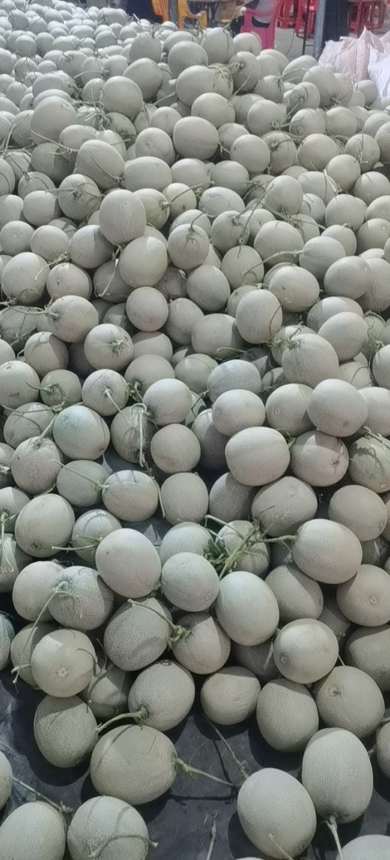 海南哈密瓜大量上市，牛三，网文，晓蜜，凤金已有现货，欢迎