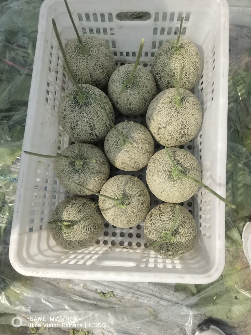 海南哈密瓜大量上市，牛三，网文，晓蜜，凤金已有现货，欢迎