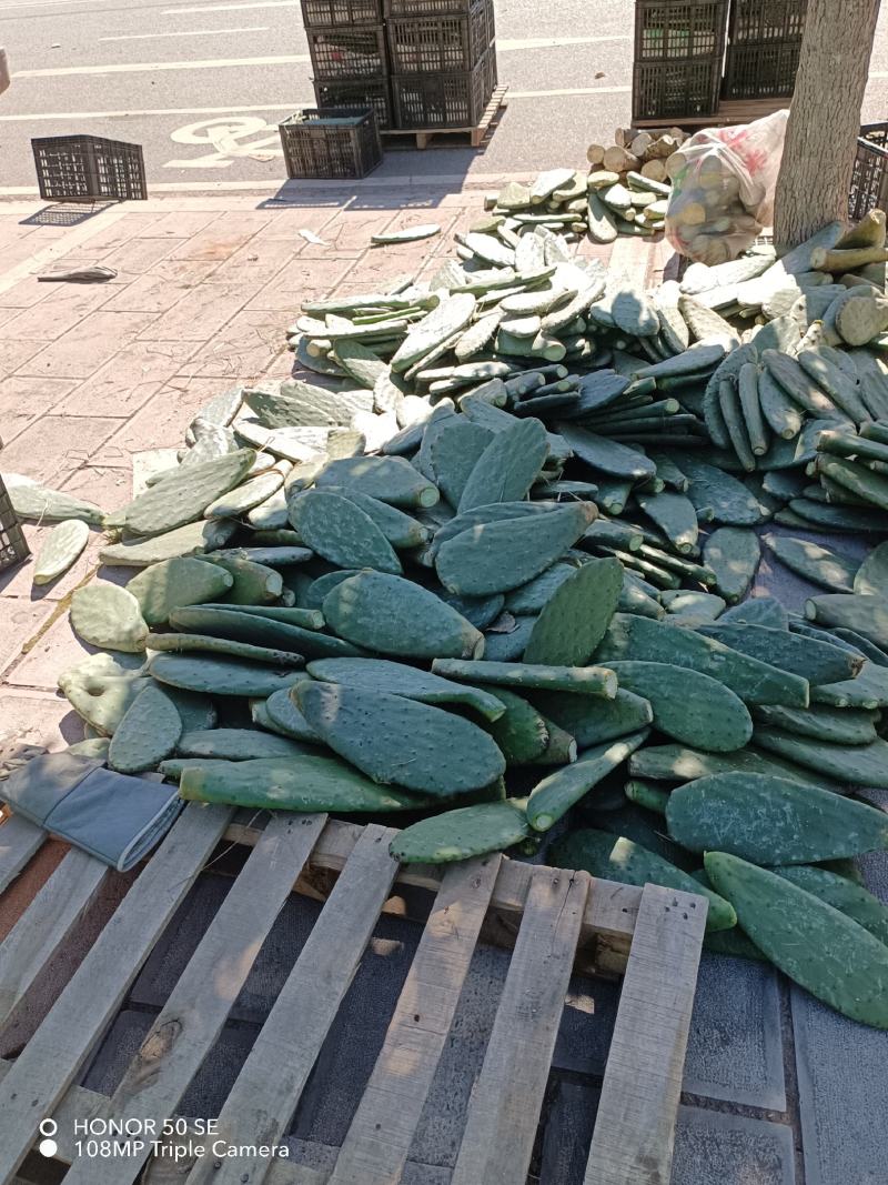 云南仙人掌米邦塔，梨果，食用，药用，造景，养殖，种植