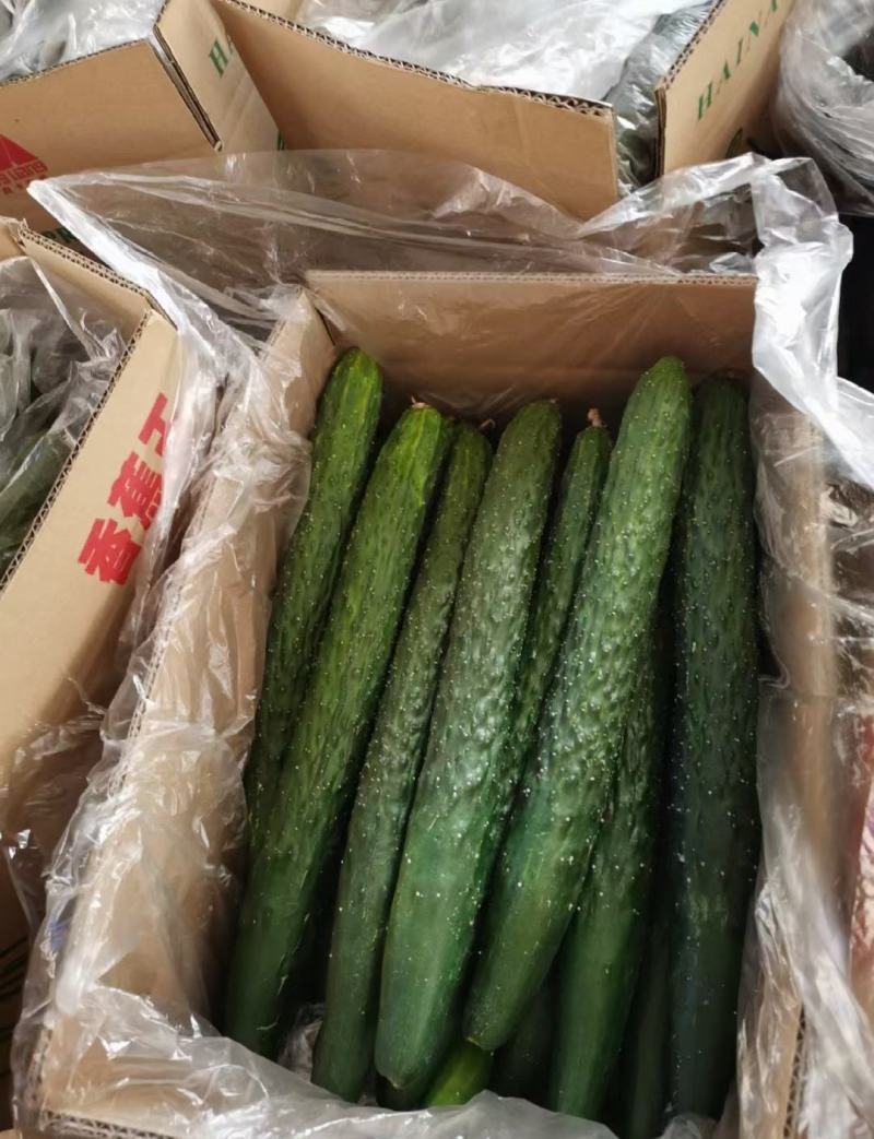 【优选】湛江徐闻县密刺黄瓜黄瓜青瓜量大从优一手货