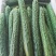 【优选】湛江徐闻县密刺黄瓜黄瓜青瓜量大从优一手货