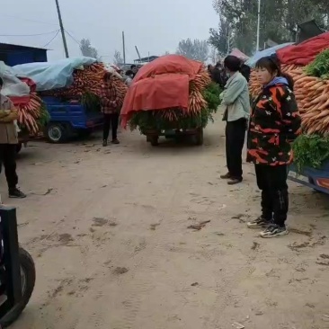 优质沙地胡萝卜
