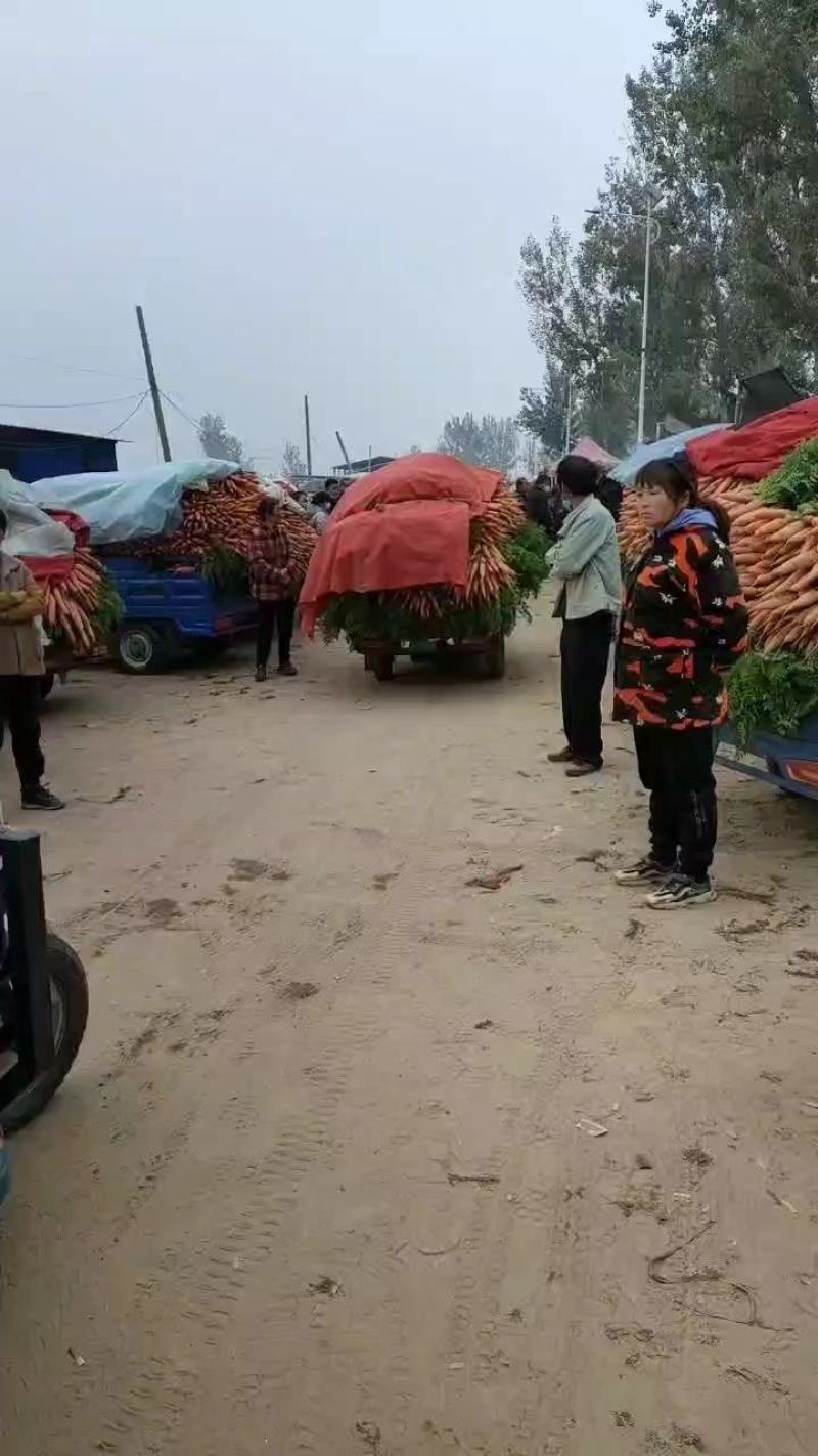优质沙地胡萝卜