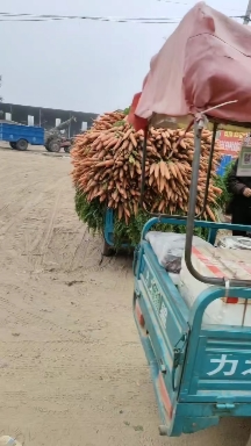 优质沙地胡萝卜