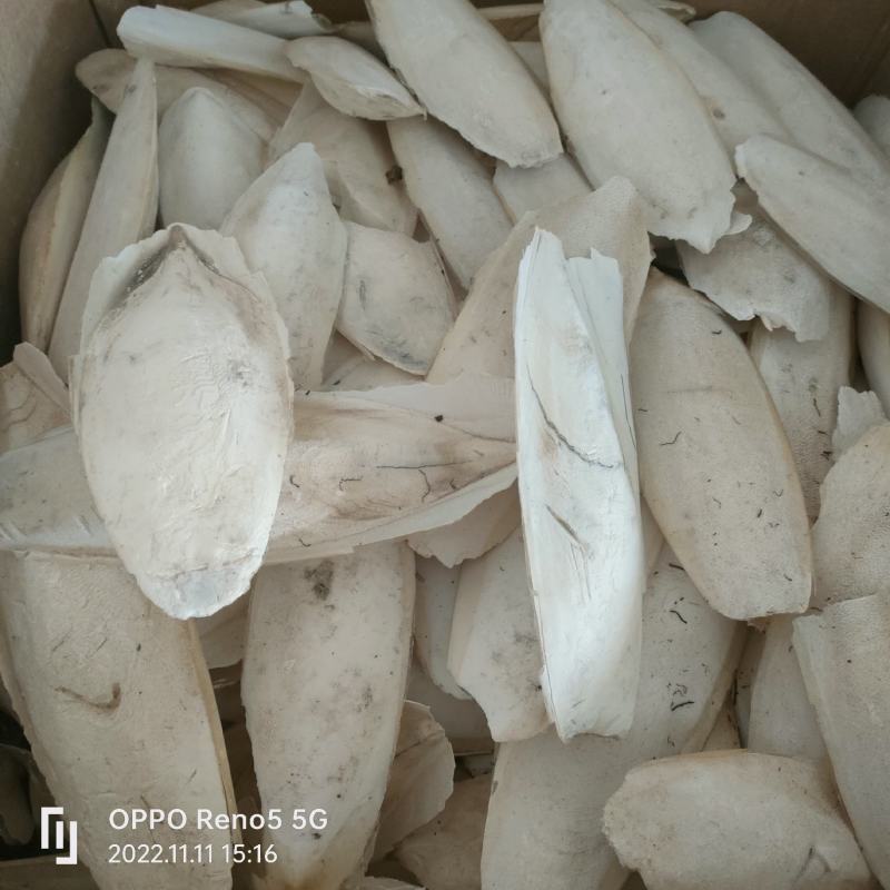 海螵硝大鱼骨实物拍摄地道药材量多从优祥泰药材栈欢迎购买