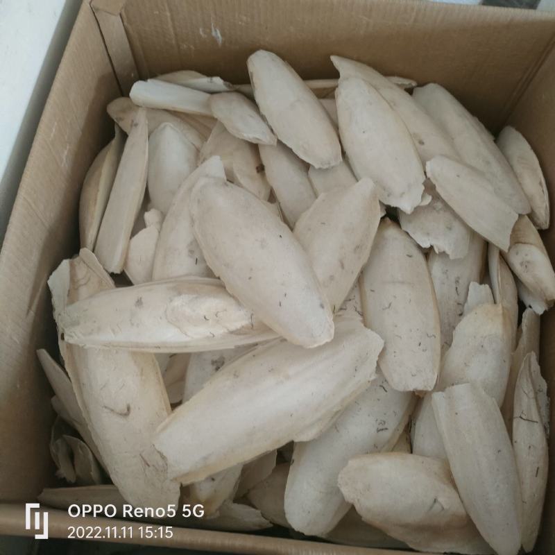 海螵硝大鱼骨实物拍摄地道药材量多从优祥泰药材栈欢迎购买