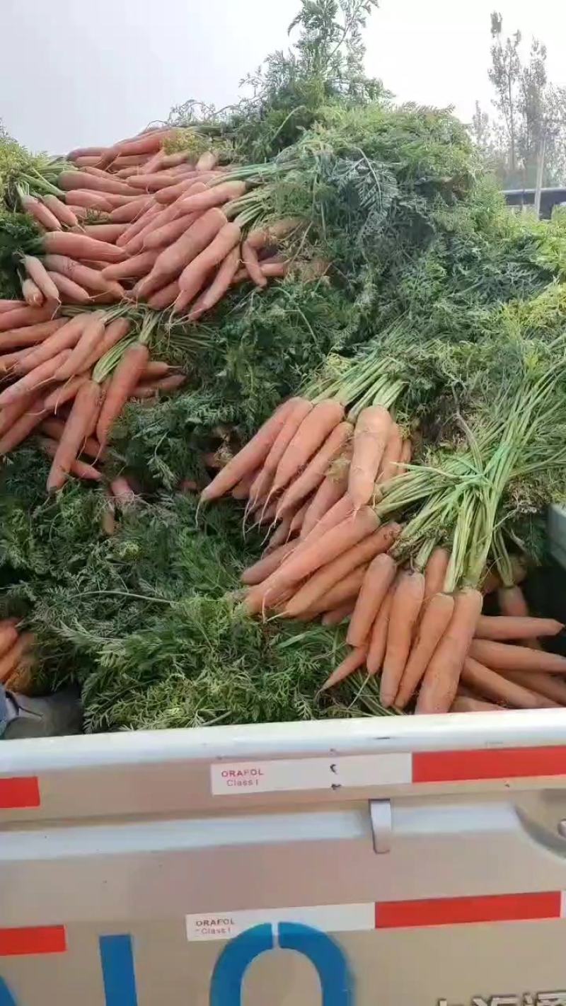 优质沙地胡萝卜