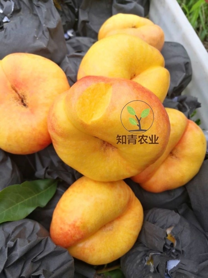 油蟠桃树苗嫁接苗包成活包结果支持技术指导可签合同