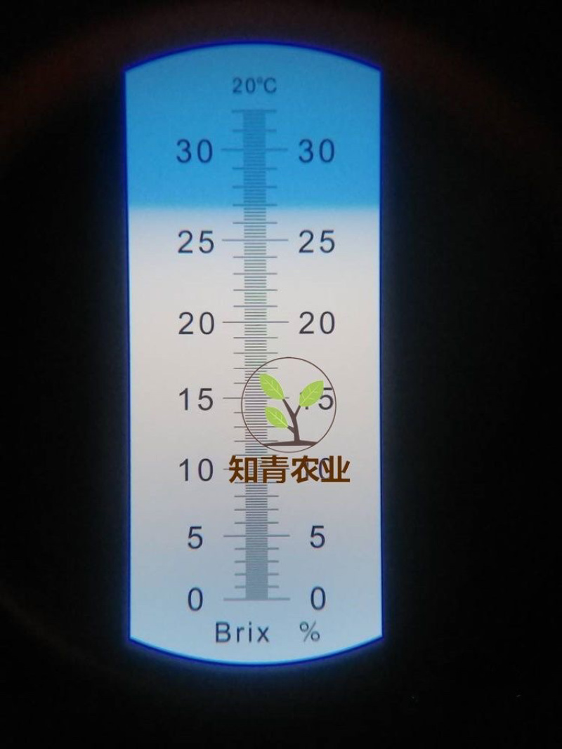 油蟠桃树苗嫁接苗包成活包结果支持技术指导可签合同