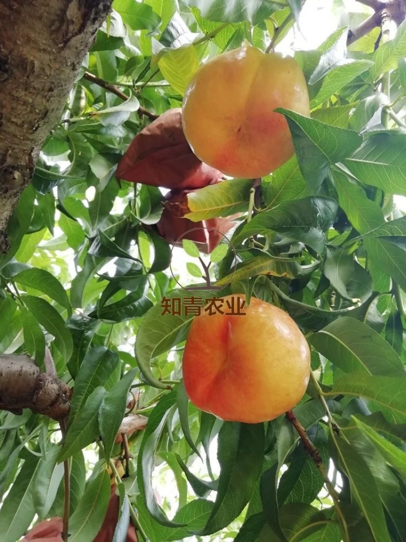 油蟠桃树苗嫁接苗包成活包结果支持技术指导可签合同
